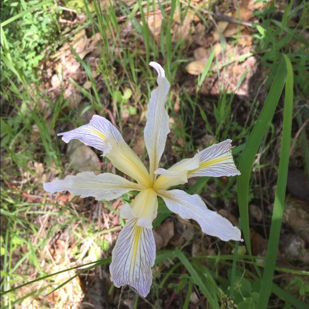 Meet your Posher, Jalyssa